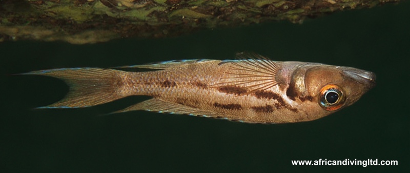 Neolamprologus timidus 'Musi Point'